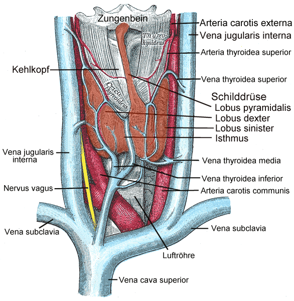 Historical anatomical illustration showing the thyroid gland and surrounding structures